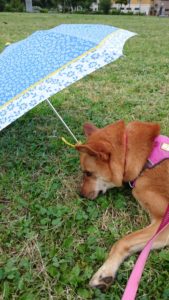 役にたっています