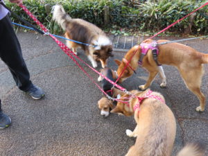 アビーパルケンビッキー