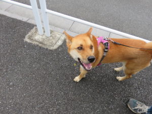 スッキリのケン