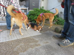 パルケンビッキー