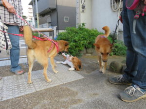 パルケンビッキー