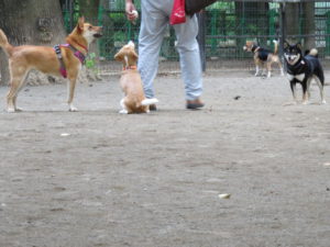 琥珀茜ソラケン