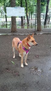 やみまにサクッと