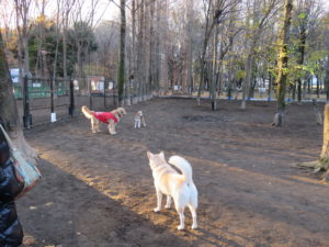 レナコロきなこ