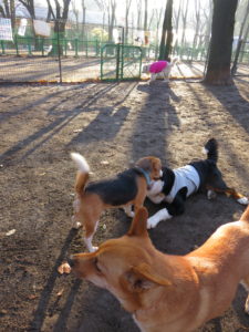 コロバニケンレックス