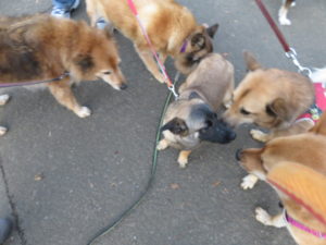 三キーケンパルあんず