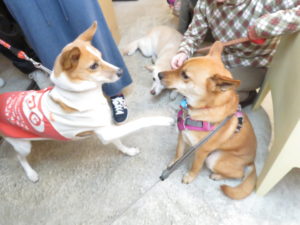 サージュケンレナ