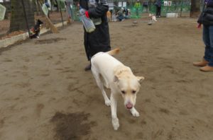 カワイイおべべ