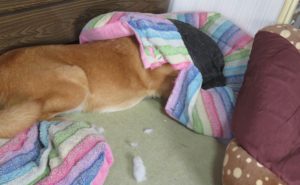 むしゃくしゃする