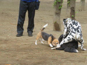 マルコケンバニ