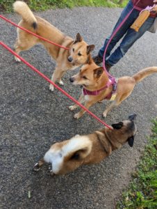 ケンパルあんず