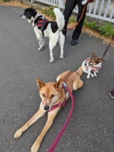 ケンルースレイラ