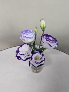 トルコキキョウ